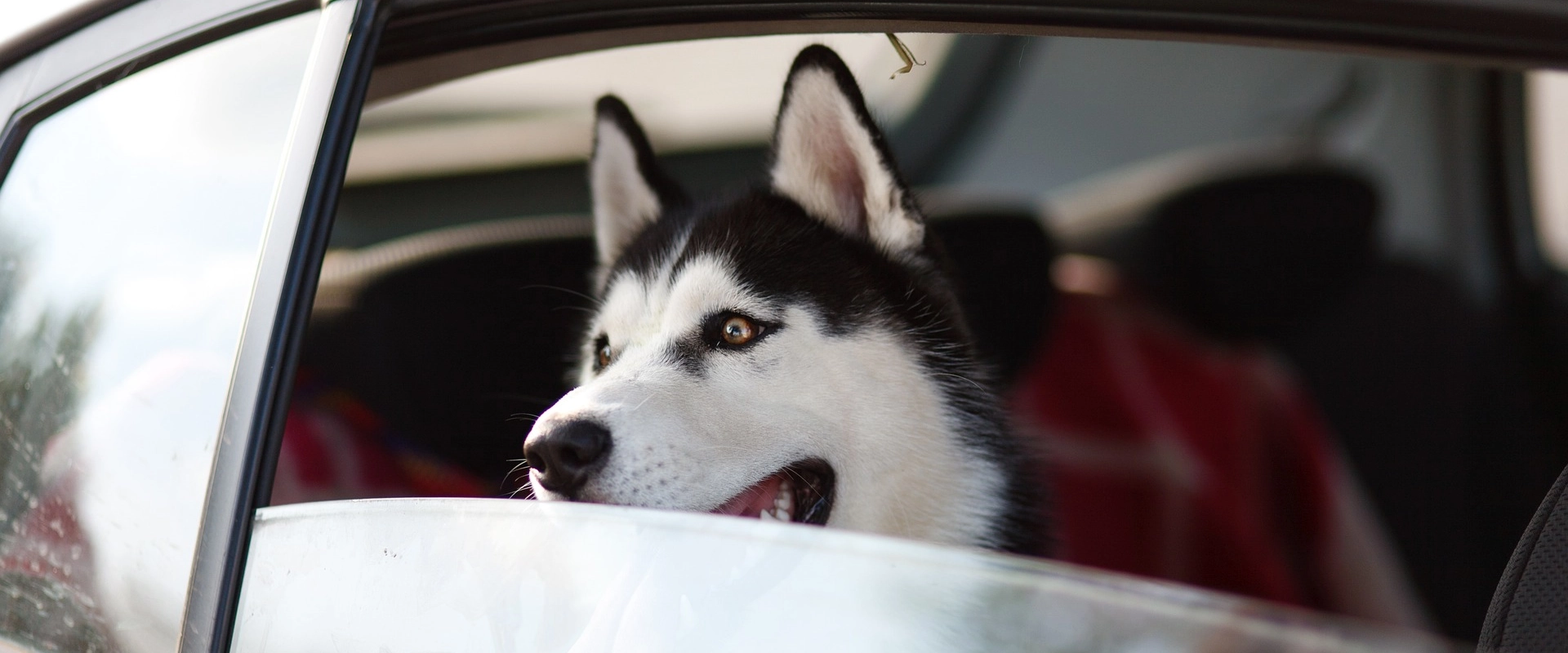 Üdvözöljük a Pet - Management oldalán!