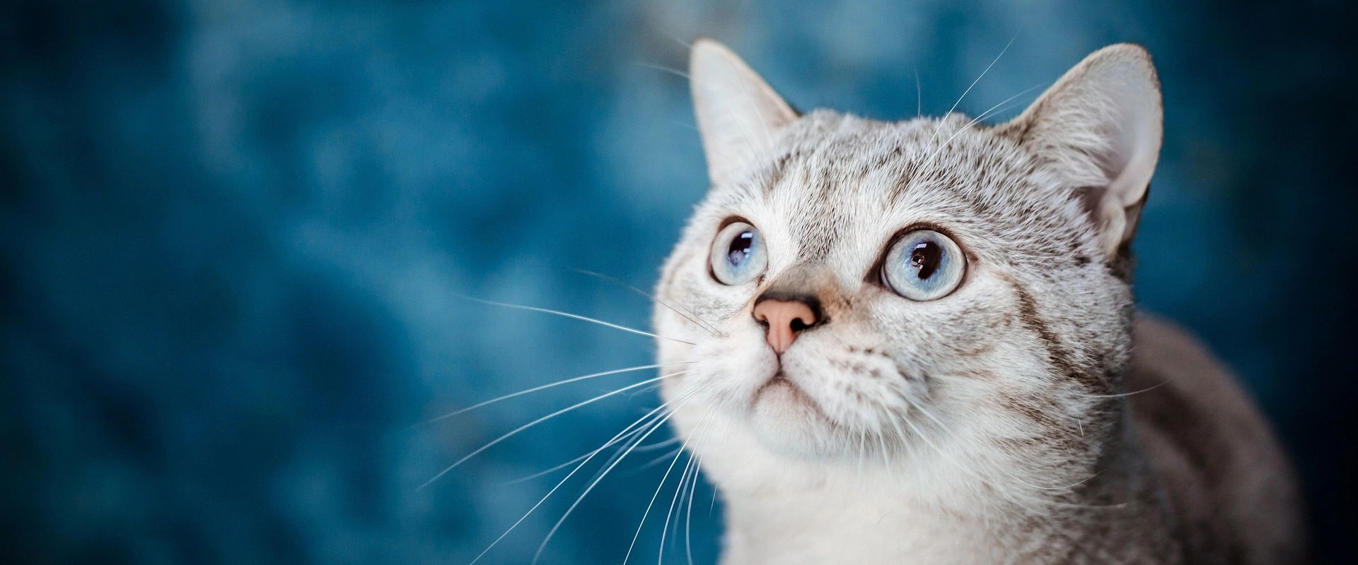 Üdvözöljük a Pet - Management oldalán!